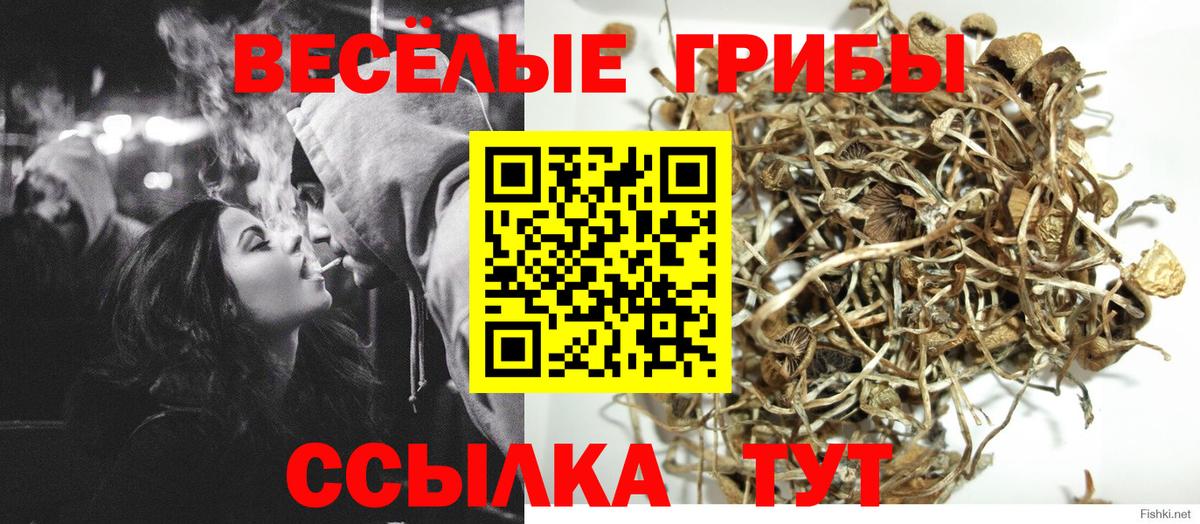 Псилоцибиновые грибы Cubensis Уссурийск